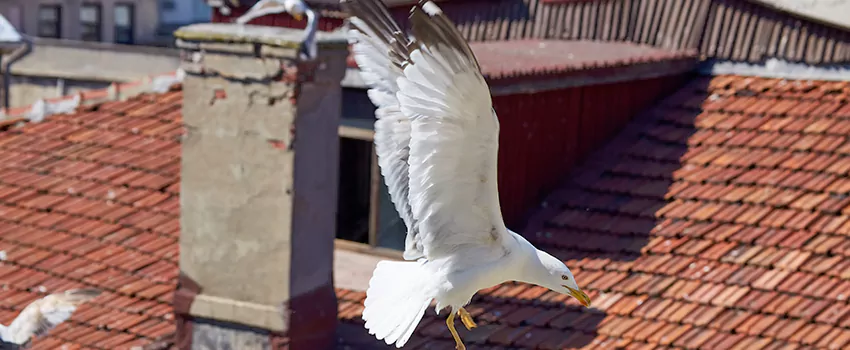 Residential Chimney Animal Removal Solution in Westerly, RI